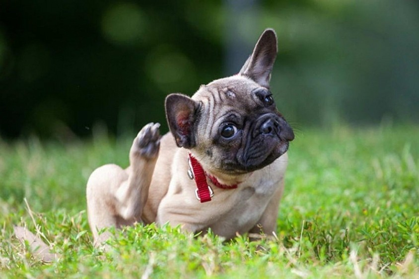 CÓMO LOGRAR QUE TU PERRO DEJE DE RASCARSE ?
