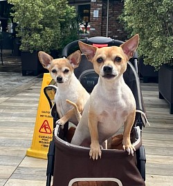 Chihuahuaad